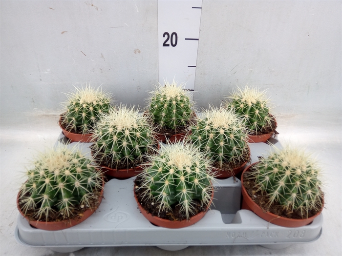 <h4>Echinocactus grusonii</h4>