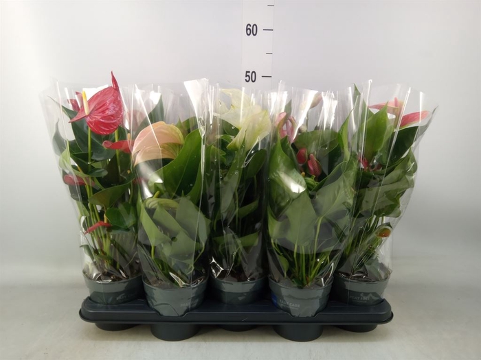 <h4>Anthurium   ...mix</h4>
