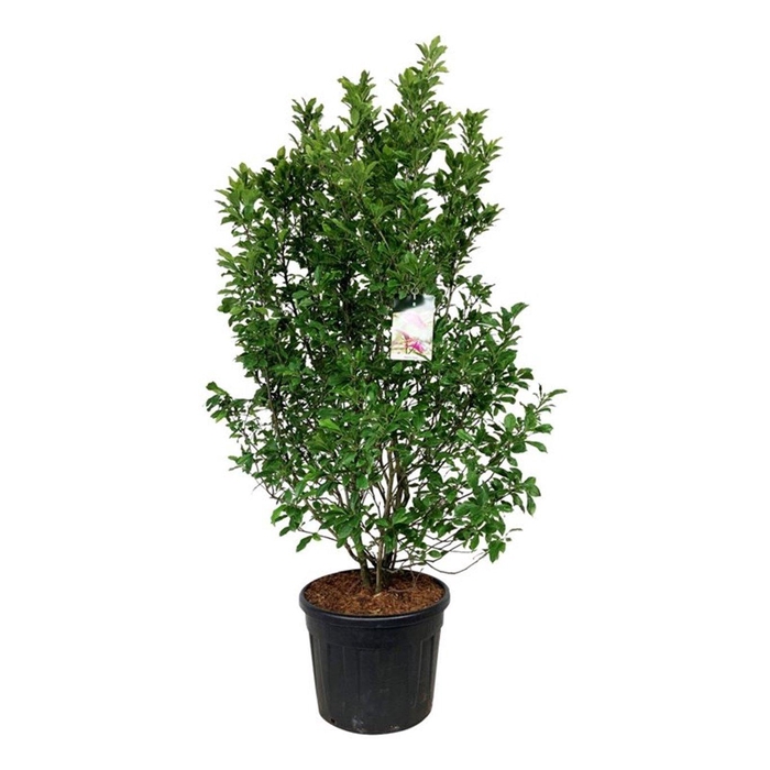 <h4>Magnolia 'Susan'</h4>