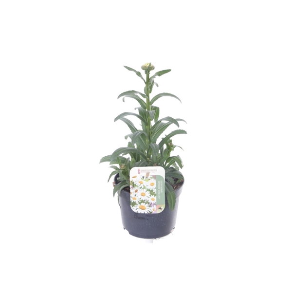 <h4>Leucanthemum Snow Lady</h4>