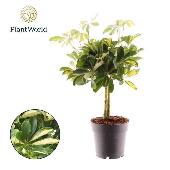 <h4>Schefflera Gold Capella</h4>