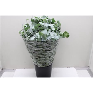 EUC CINEREA 300GR (FR)