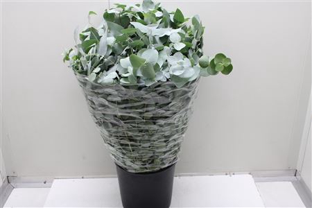 EUC CINEREA 300GR (FR)