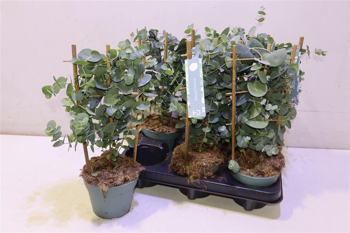 <h4>Eucal Cinerea</h4>