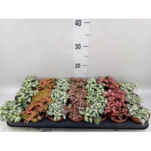 Fittonia   ...mix 7