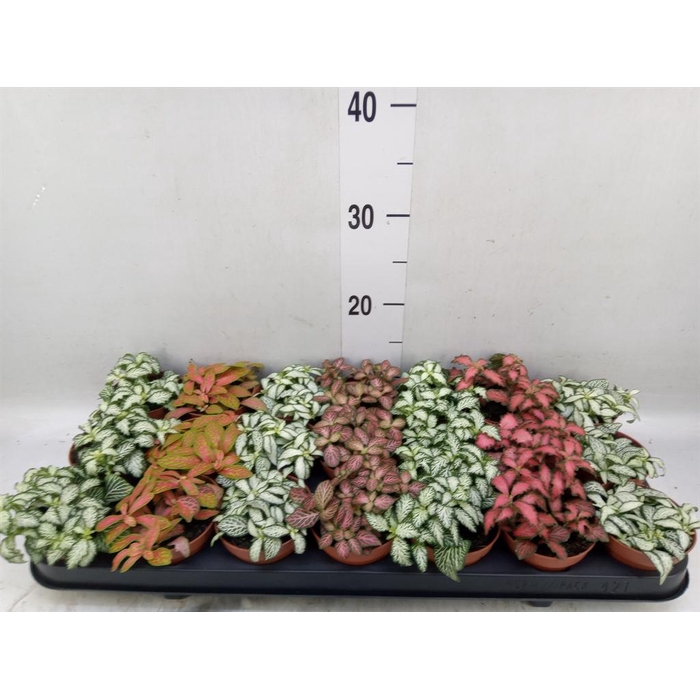 <h4>Fittonia   ...mix 7</h4>