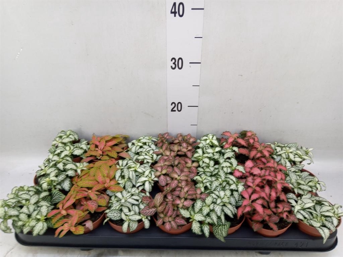 <h4>Fittonia   ...mix 7</h4>