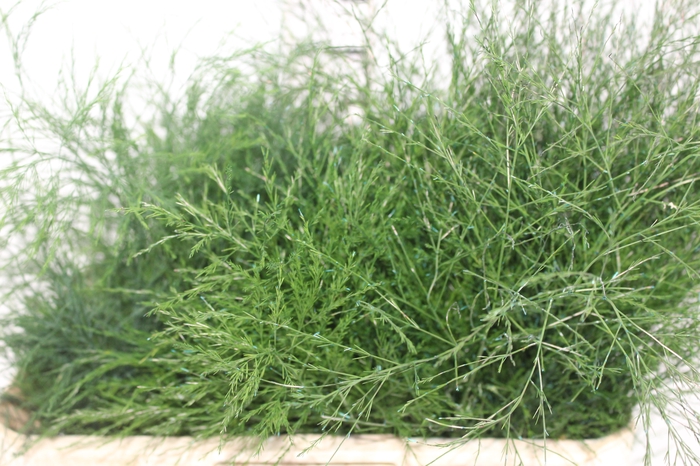 <h4>FOLHAGEM ASPARGO VASSOURINHA</h4>