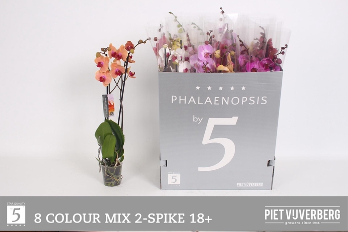 <h4>PHAL GEM 8 KL</h4>