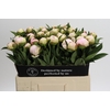 Paeonia Florence Nicholls