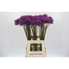 Allium Gladiator