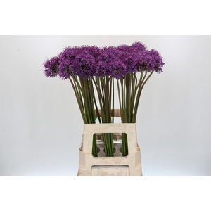 Allium Gladiator