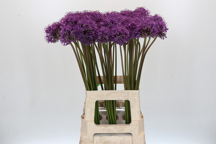 Allium Gladiator