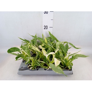 Philodendron   ...