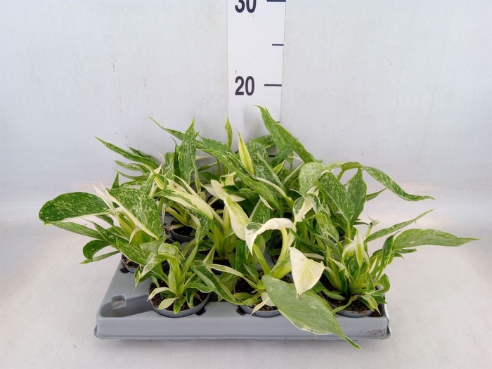 <h4>Philodendron   ...</h4>