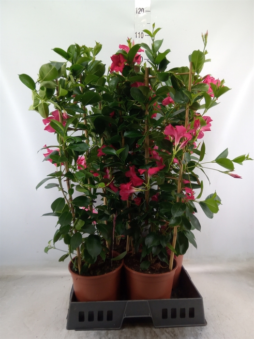 <h4>Mandevilla sand. 'SumStar Pink'</h4>