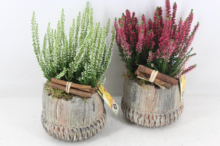 <h4>arr4 Outdoor JS - Ker. autumn staand</h4>