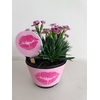 DIANTHUS PINK KISSES P11