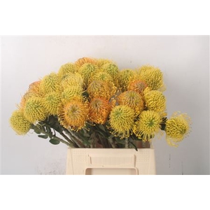 Leuco Assorti Yellow