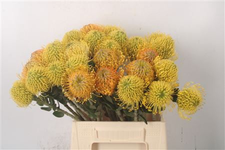 <h4>Leuco Assorti Yellow</h4>