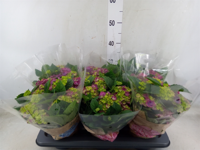 <h4>Hydrangea mac. 'Ningbo'</h4>
