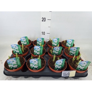 Galanthus nivalis   ...in pot