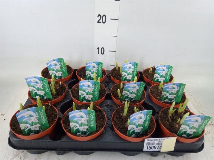 <h4>Galanthus nivalis   ...in pot</h4>