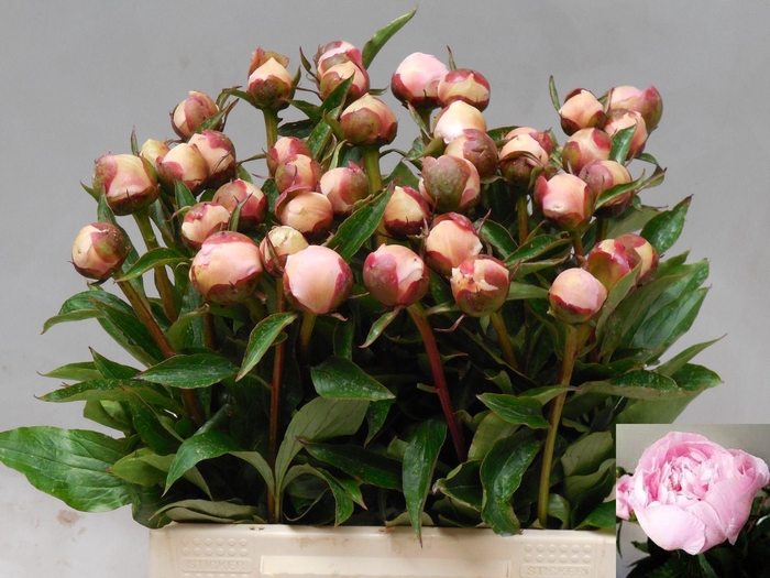 <h4>PAEO L ALERTIE</h4>