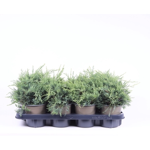Juniperus x pfitzeriana Pfitzerian
