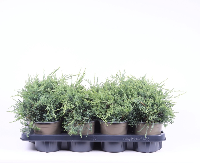 <h4>Juniperus x pfitzeriana Pfitzerian</h4>