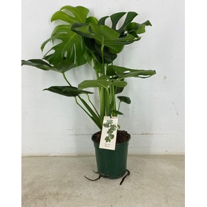 Monstera deliciosa p19