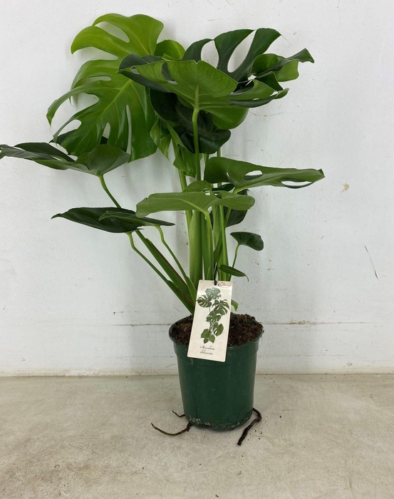 <h4>Monstera deliciosa p19</h4>