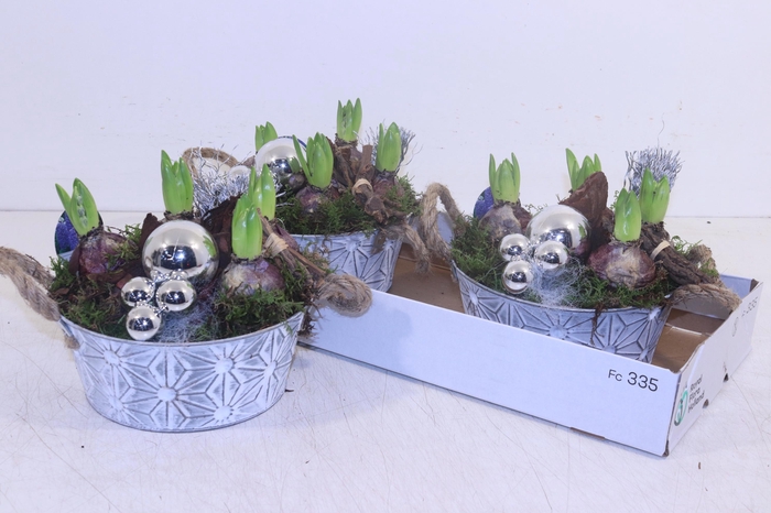 <h4>ARR HYACINTH</h4>