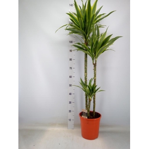 Dracaena fr de 'LemonLime'