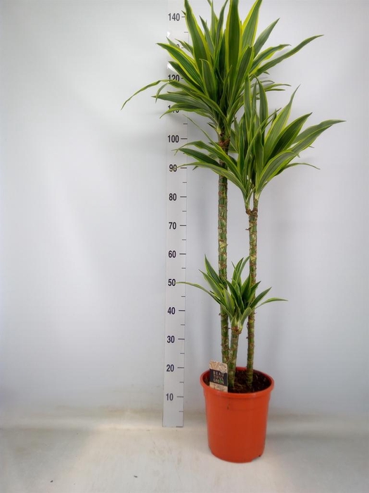 <h4>Dracaena fr de 'LemonLime'</h4>