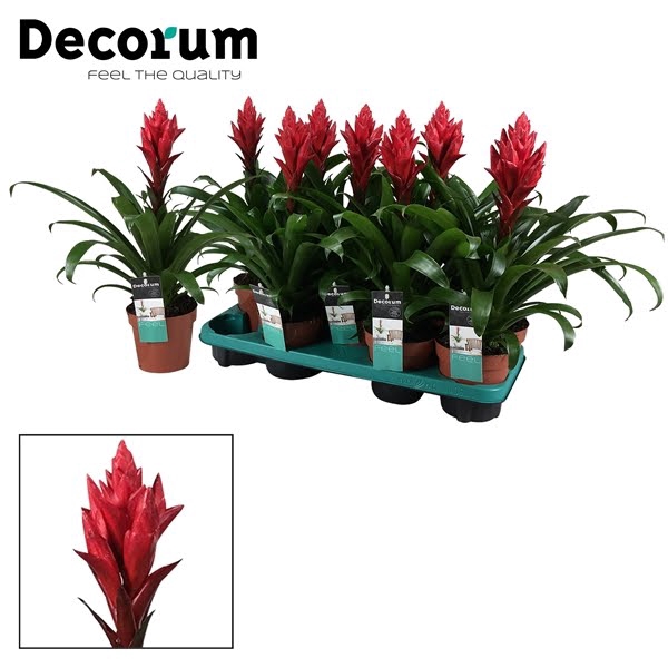 <h4>Guzmania Patricia</h4>