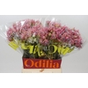 Blushing Bride Pink 2/5 Flowers