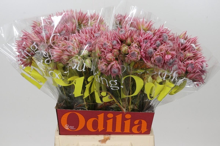 <h4>Blushing Bride Pink 2/5 Flowers</h4>