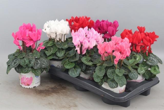 <h4>CYCL GR SUP XL</h4>