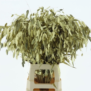 Chasmantium Klb Goud