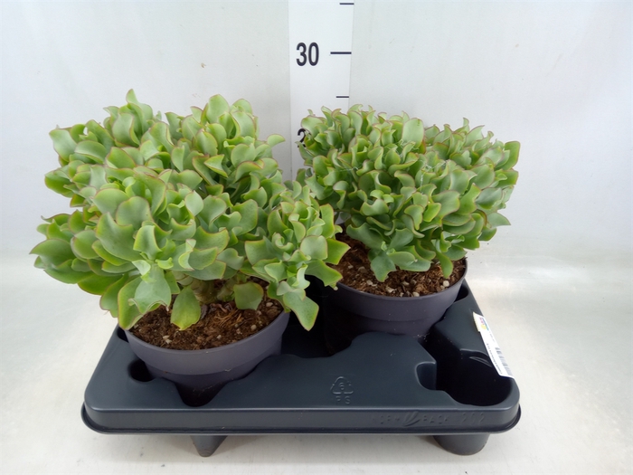 <h4>Crassula arborescens 'Curly'</h4>