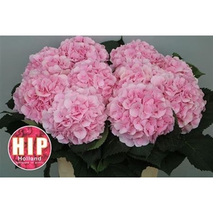 Hydr M Ch Verena Rose Extra