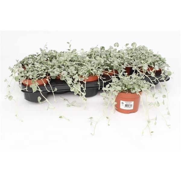 <h4>Dichondra argentea 'Silver Falls'</h4>