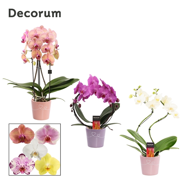 <h4>Phalaenopsis vormen mix 2 tak in Romy (Party Love-collection)</h4>