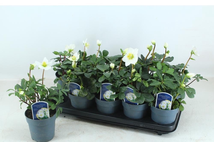 <h4>HELL NI CHR CAROL</h4>