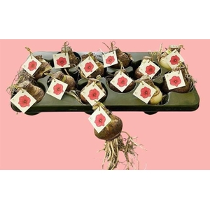 BLOEMBOL HIPPEASTRUM