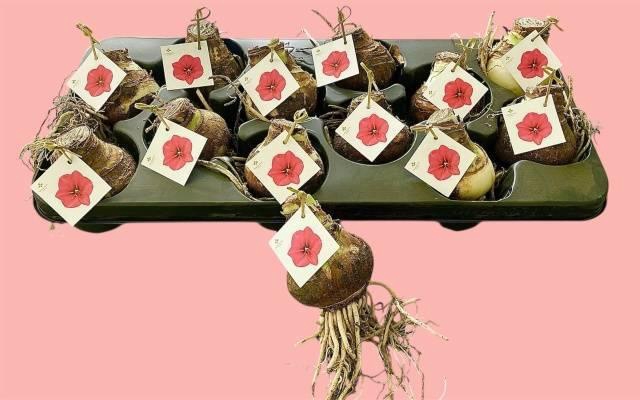 <h4>BLOEMBOL HIPPEASTRUM</h4>