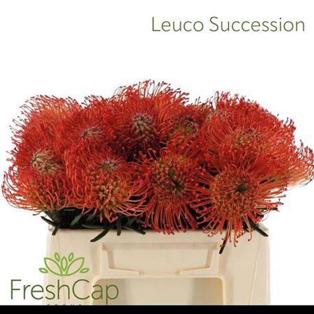 <h4>Leuco Co Succession</h4>
