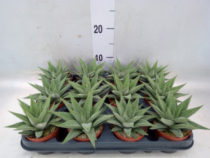 <h4>Haworthia limifolia 'Spider White'</h4>