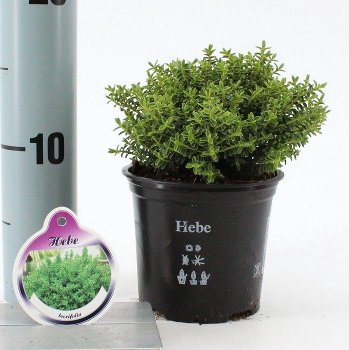 <h4>Hebe buxifolia</h4>